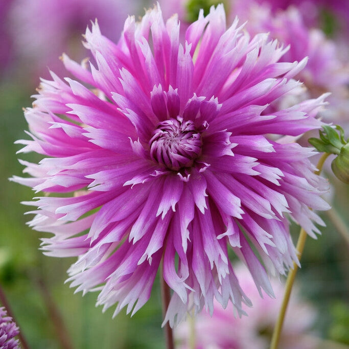 Dahlia Cactus Table Dancer 1-pakke